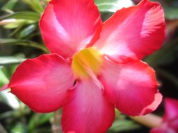 Adenium multiflorum colour variation
